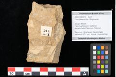 Foto (Objekt + Etikett) von Pinus palaeostrobus Ettingshausen (NHMW-GEO-2024-0188-0214)